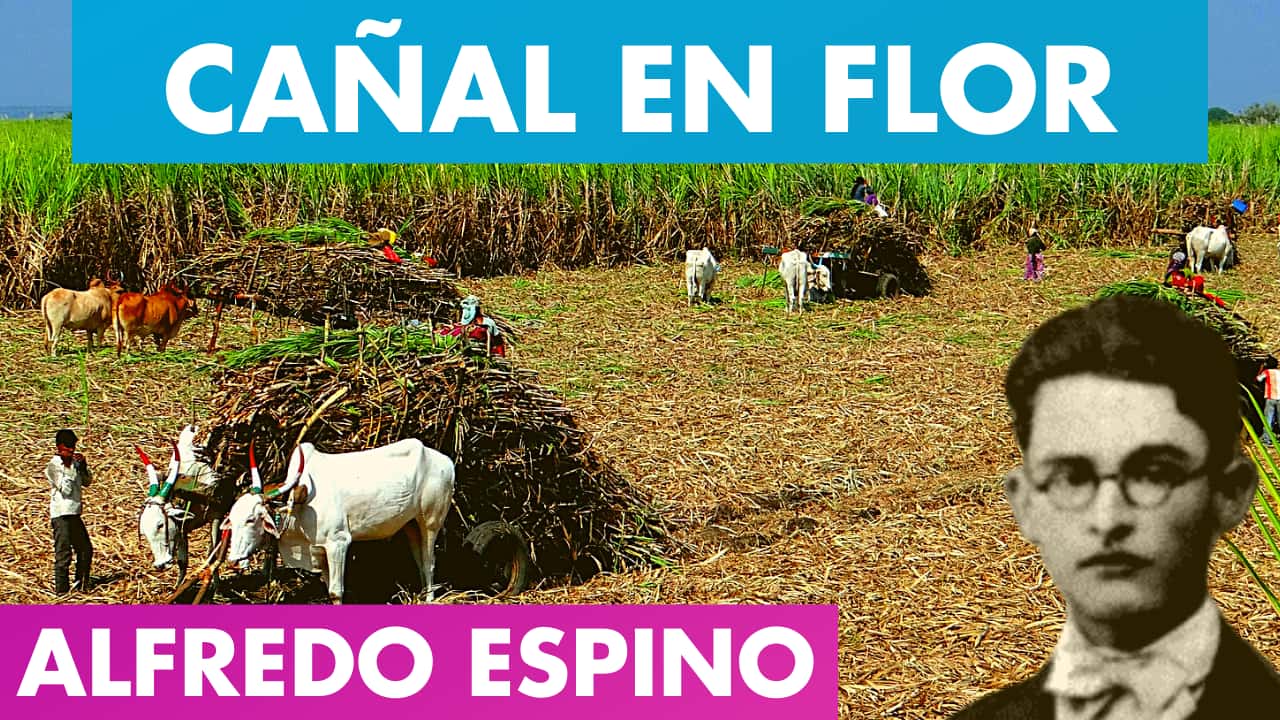 En este momento estás viendo CAÑAL EN FLOR ALFREDO ESPINO 🎋💮 | Poema Cañal en Flor de Alfredo Espino 🍯 | Valentina Zoe Poesía
