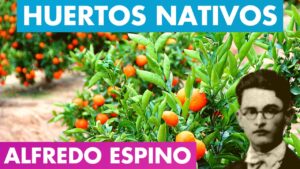 Lee más sobre el artículo HUERTOS NATIVOS ALFREDO ESPINO 🌿🌱 | Poema Huertos Nativos de Alfredo Espino 💚🎋 | Valentina Zoe