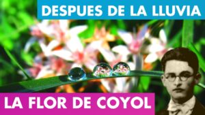 Lee más sobre el artículo AL ENTREABRIRSE LA FLOR DE COYOL ALFREDO ESPINO 🌸 | Después de la Lluvia Alfredo Espino 🌦️ | Poesía