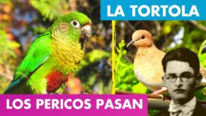 Lee más sobre el artículo LOS PERICOS PASAN ALFREDO ESPINO🦜🌤️ | La Tortola Alfredo Espino🕊️🌄 | Poemas de Alfredo Espino