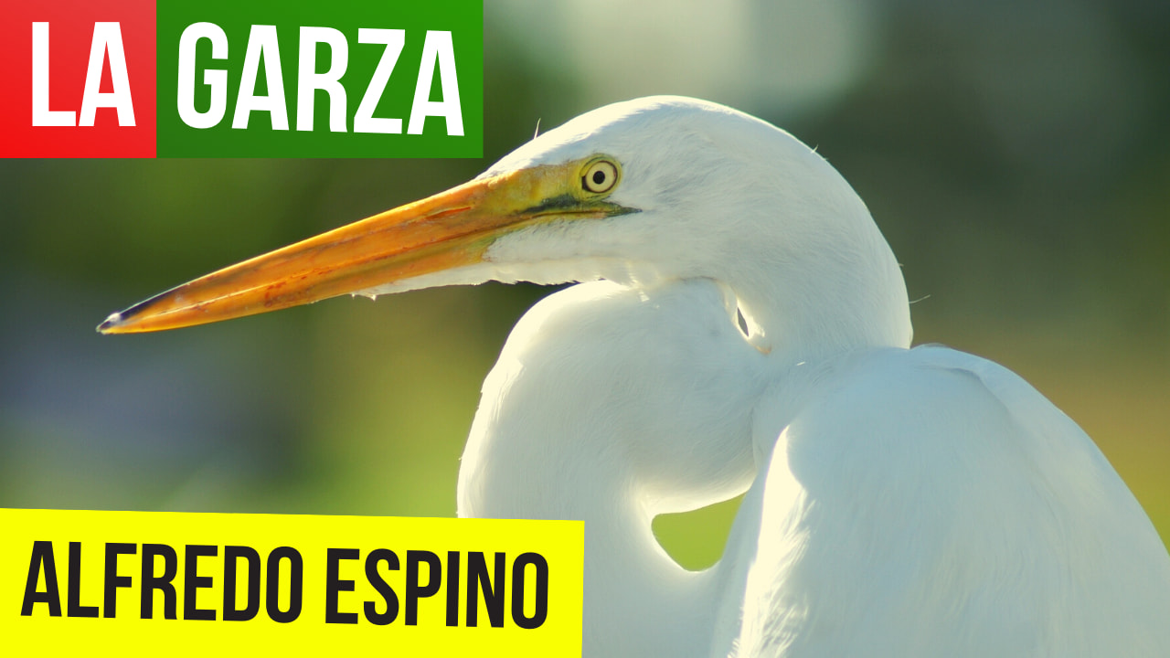 En este momento estás viendo LA GARZA ALFREDO ESPINO 🦢⛅ | Jícaras Tristes Pájaros de Leyenda 🌖 | Alfredo Espino Poemas