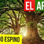 EL ARBOL ALFREDO ESPINO 🌳🐦 | Jícaras Tristes Auras del Bohío 🌸 | Alfredo Espino Poemas